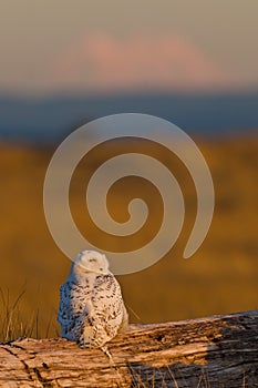 Snowy Owl (Bubo scandiacus). photo